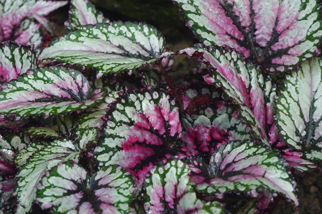 Begonia rex-cultorum other