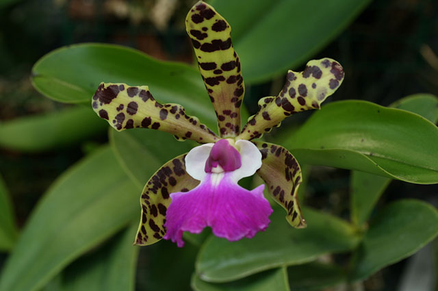 Cattleya aclandiae other