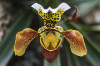 Paphiopedilum micranthum