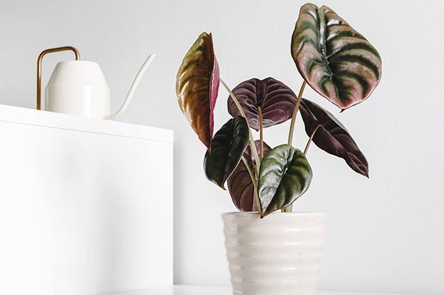 Alocasia cuprea other