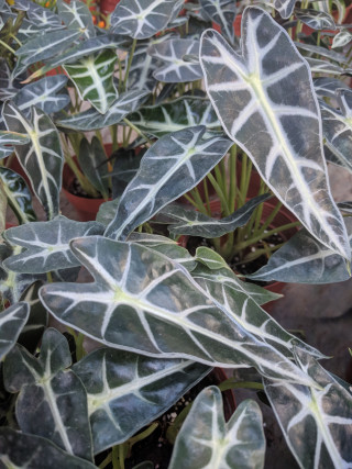 Alocasia Nebula