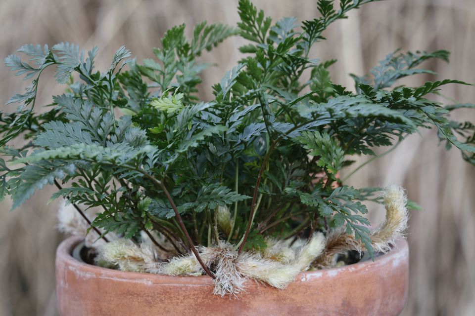 Davallia fejeensis other