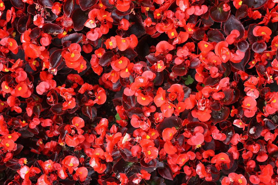 Begonia semperflorens