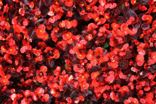 Begonia semperflorens