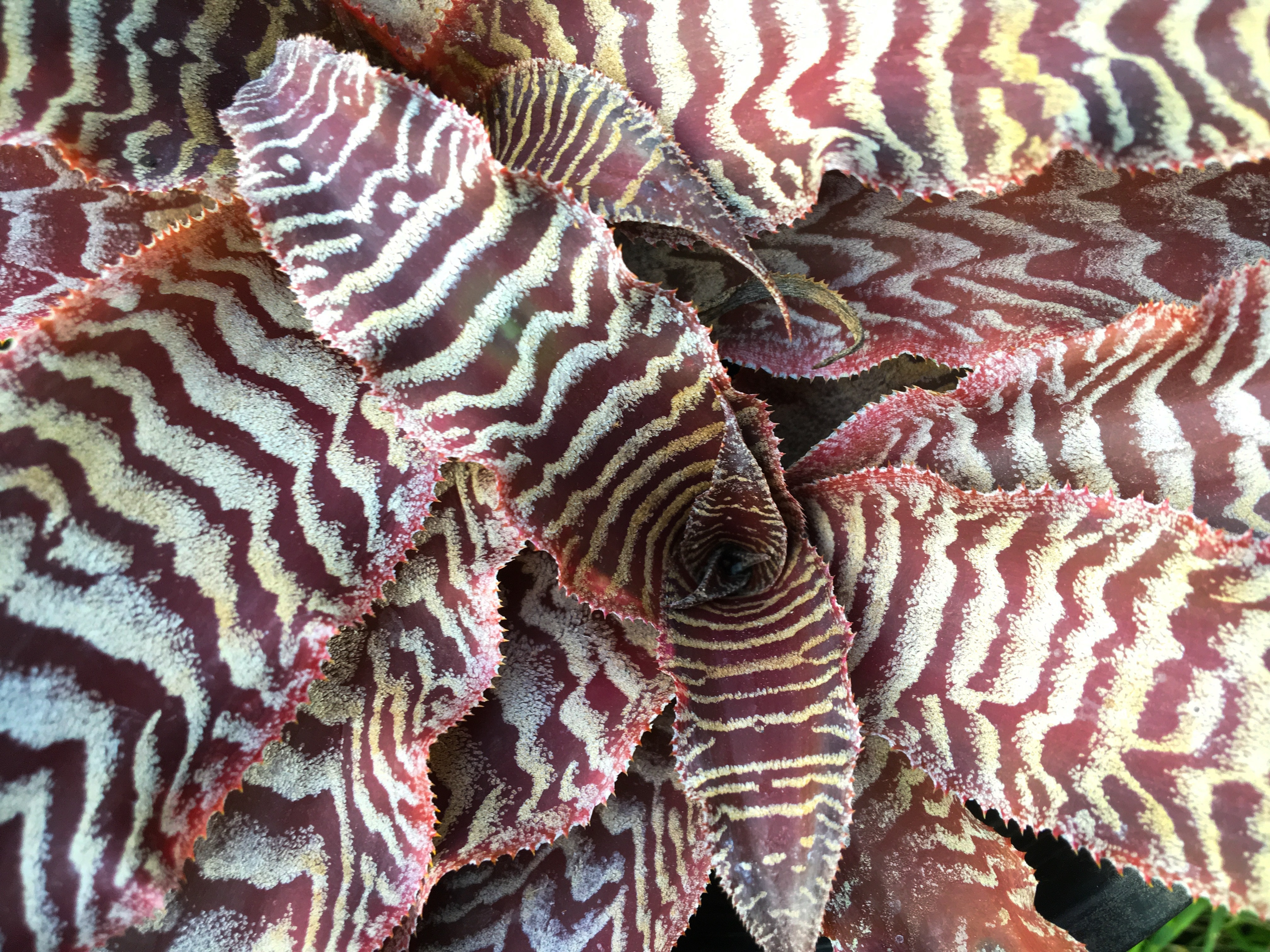 Cryptanthus zonatus other