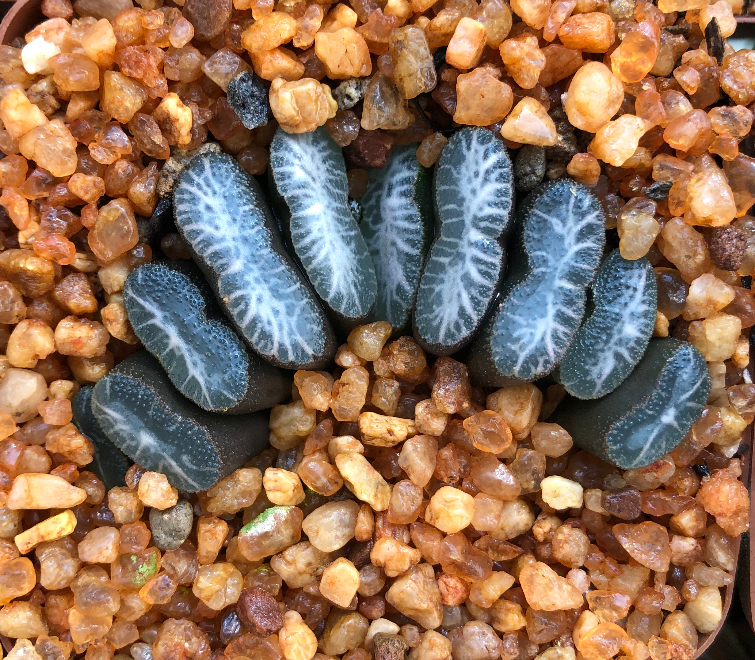 Haworthia truncata other