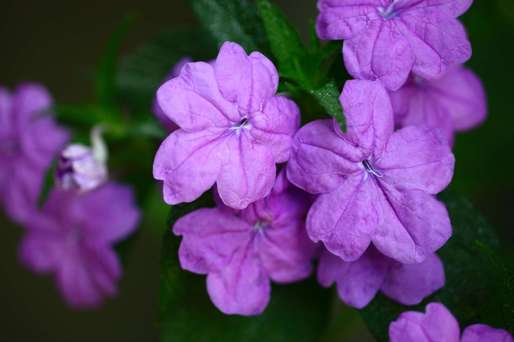 Browallia speciosa other