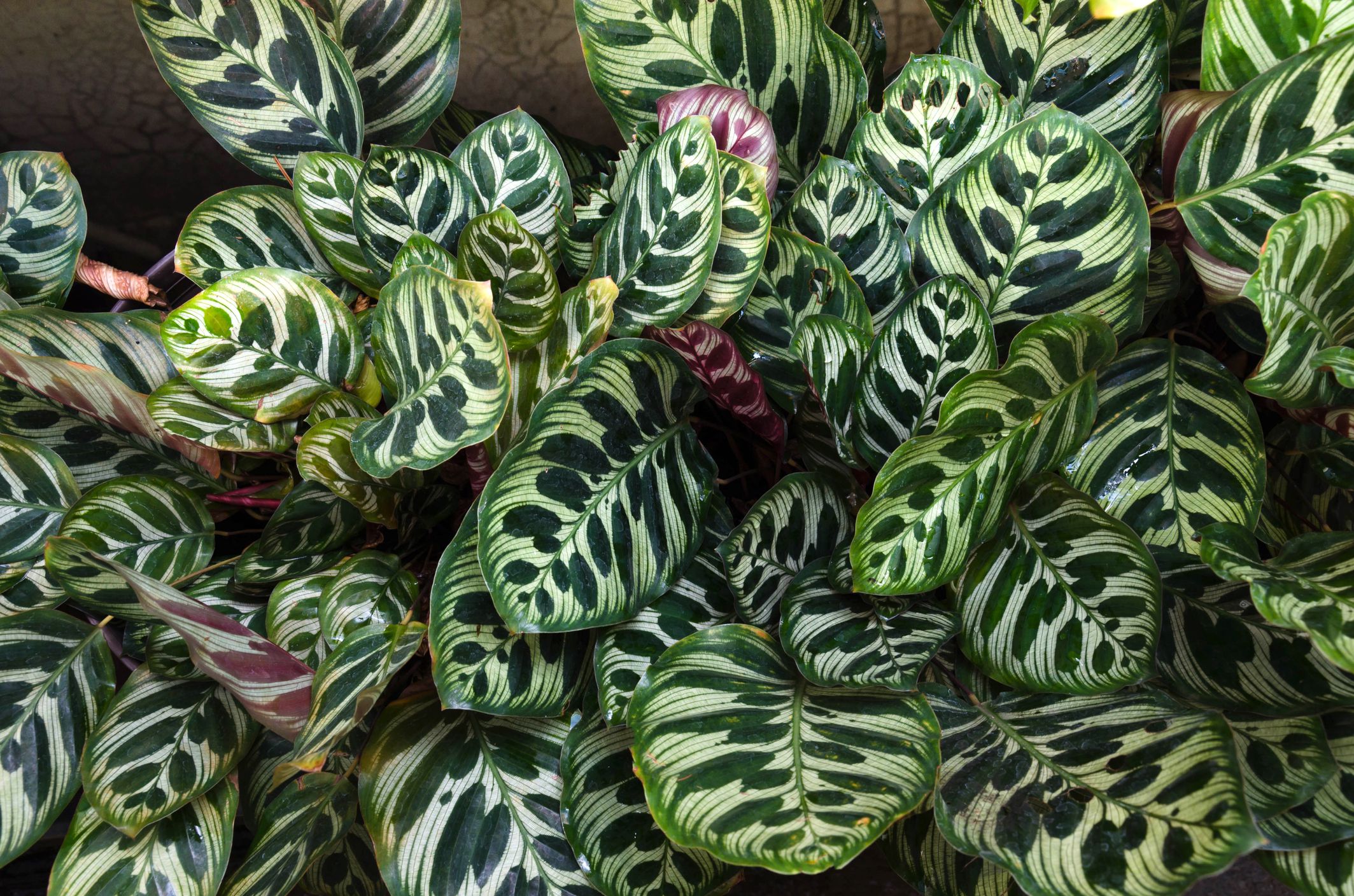 Calathea spp. other