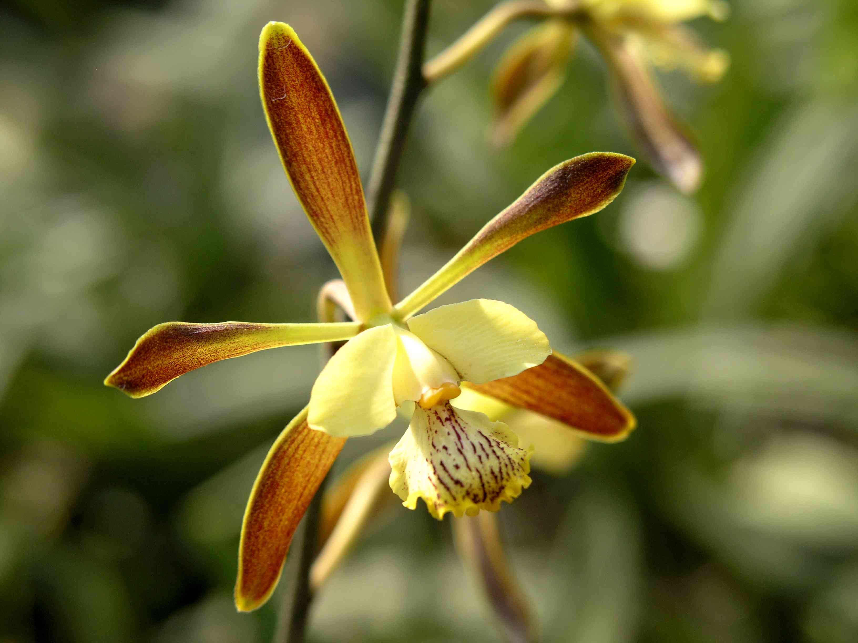 Encyclia cochleata