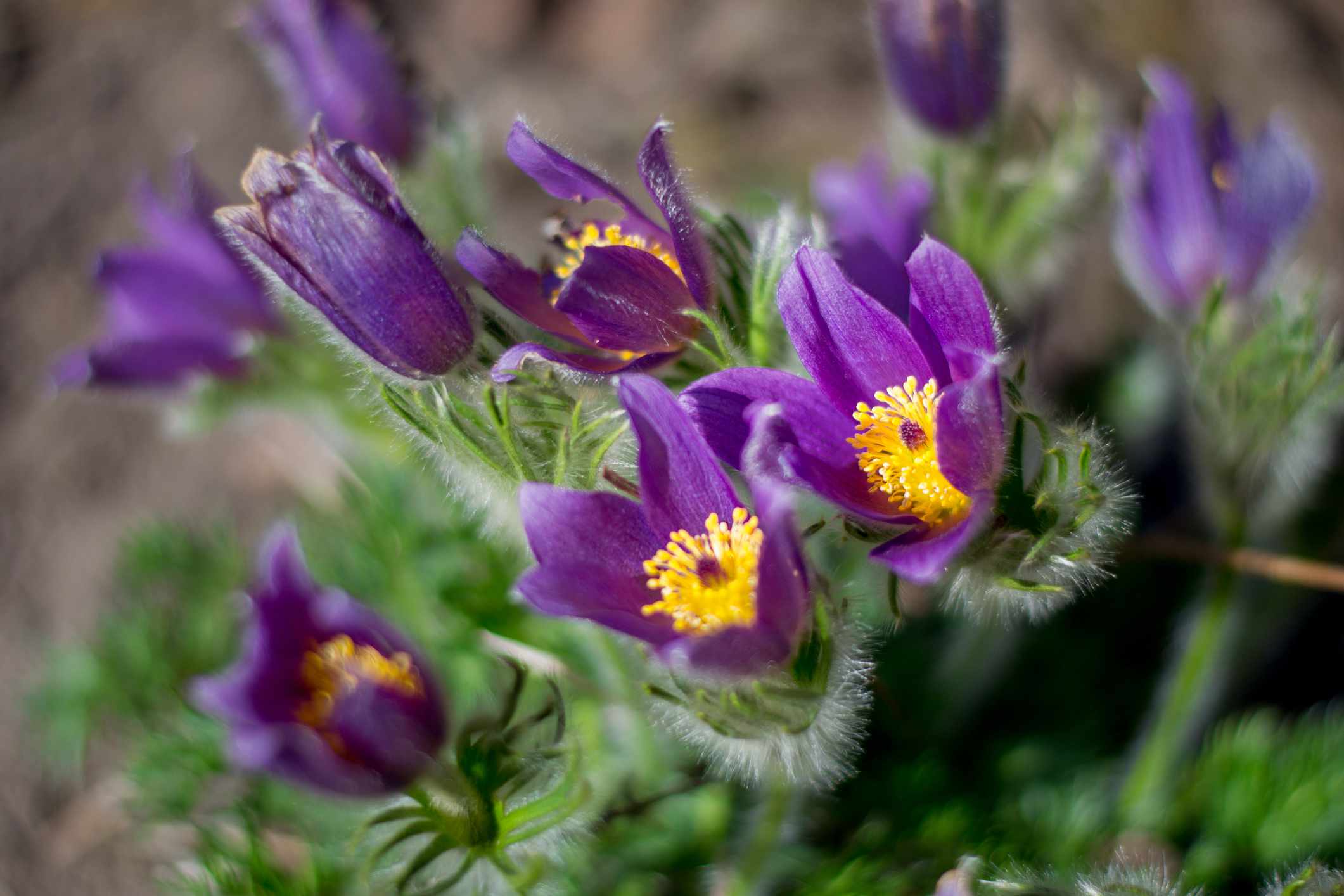 Pulsatilla vulgaris — chalky soil houseplant