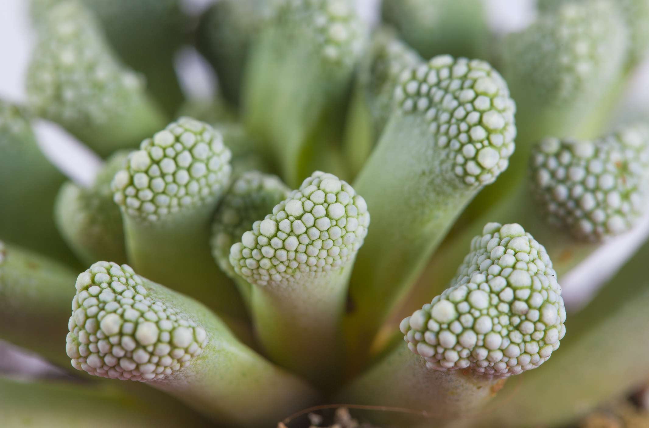 Aloinopsis luckhoffii other