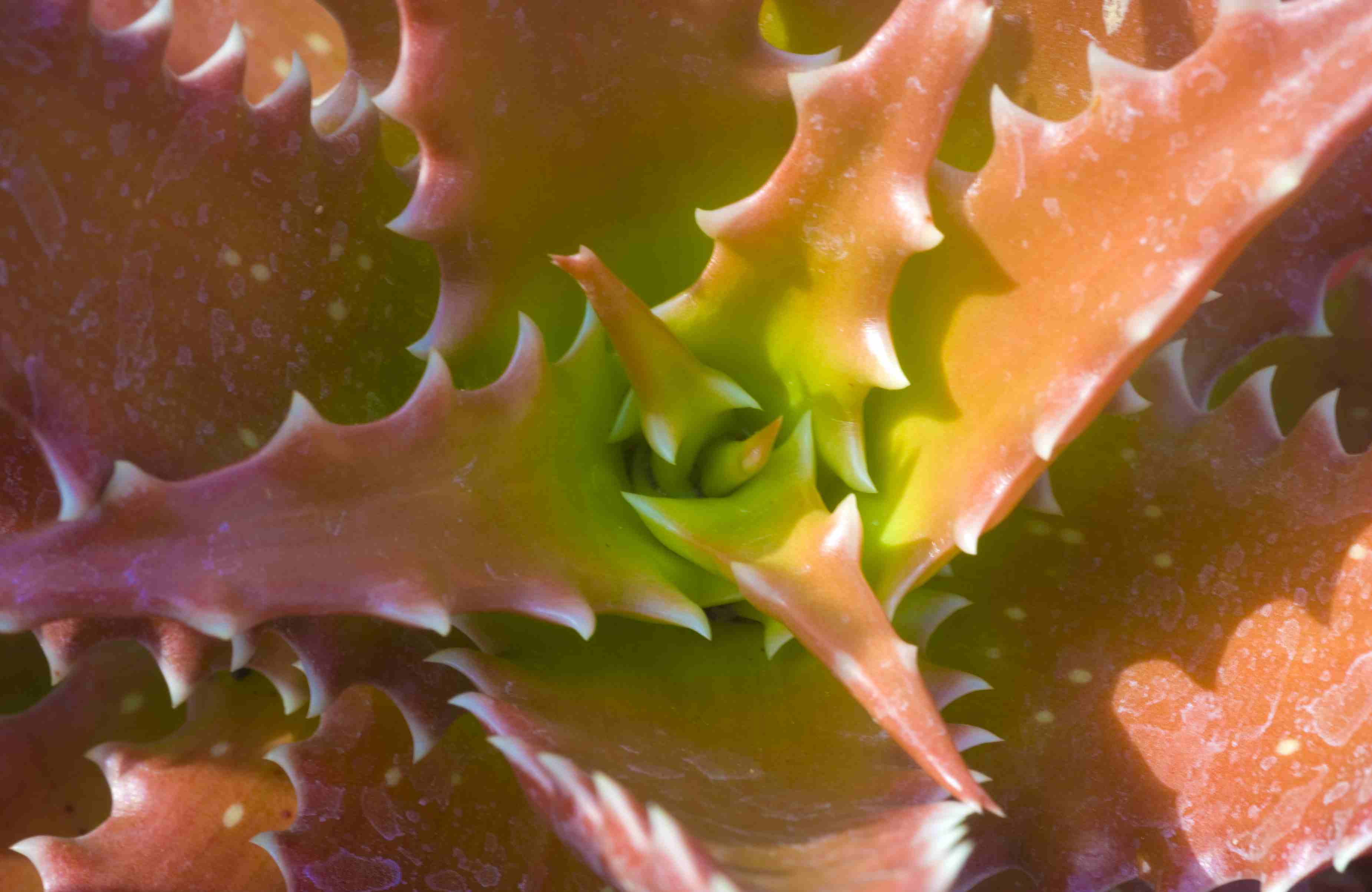 Aloe dorotheae other