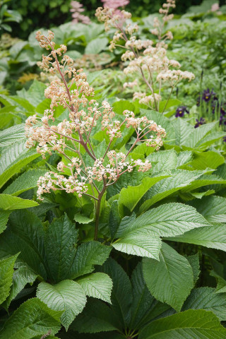 Rodgersia pinnata