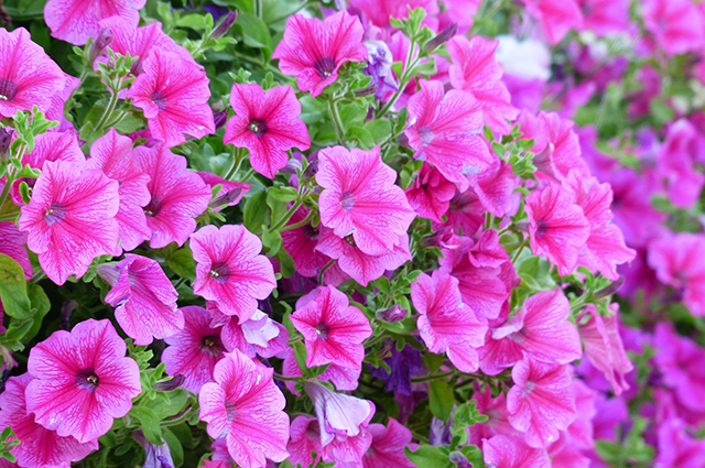 Petunia x atkinsiana other