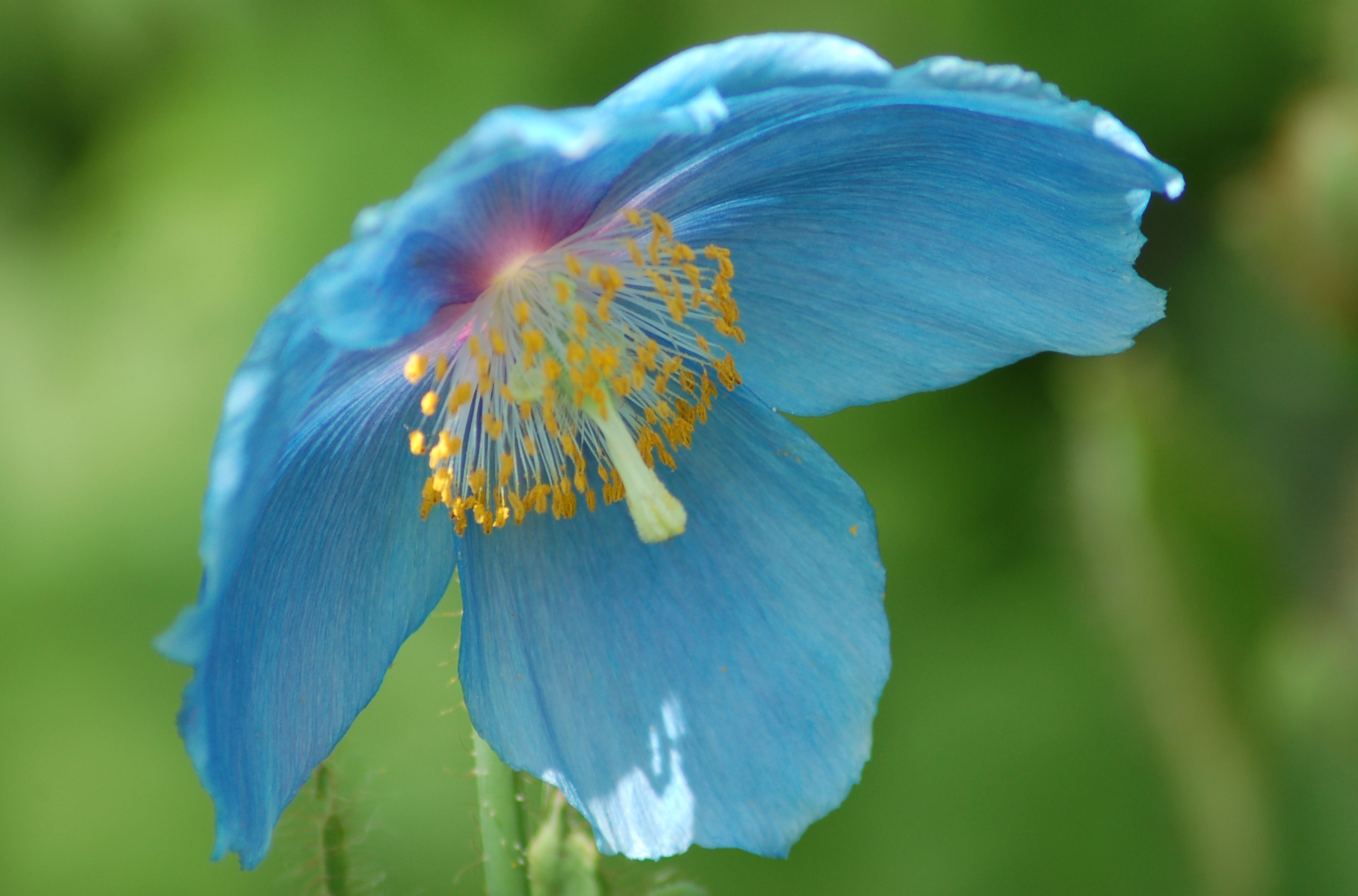 Meconopsis betonicifolia other