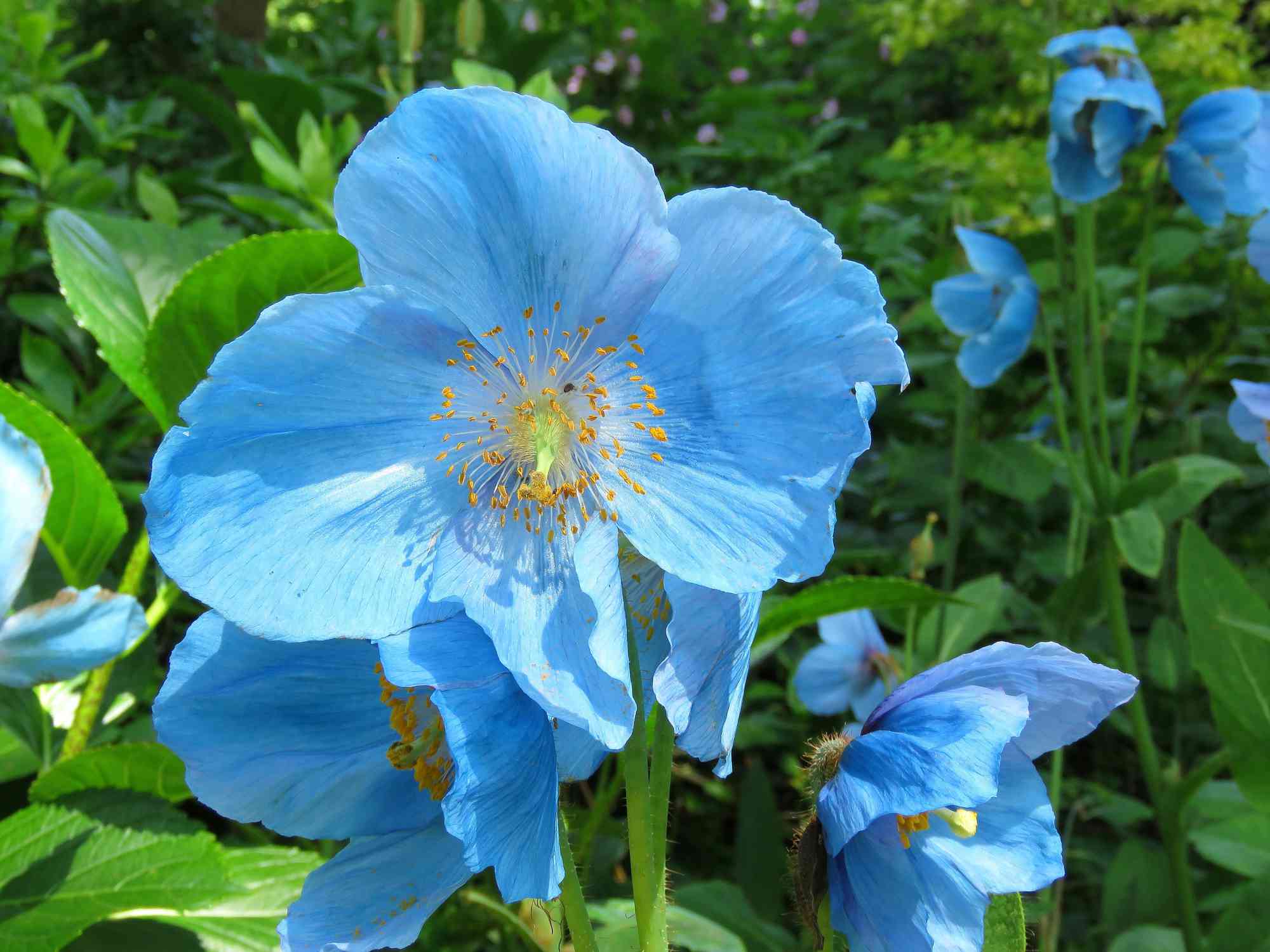 Meconopsis betonicifolia other