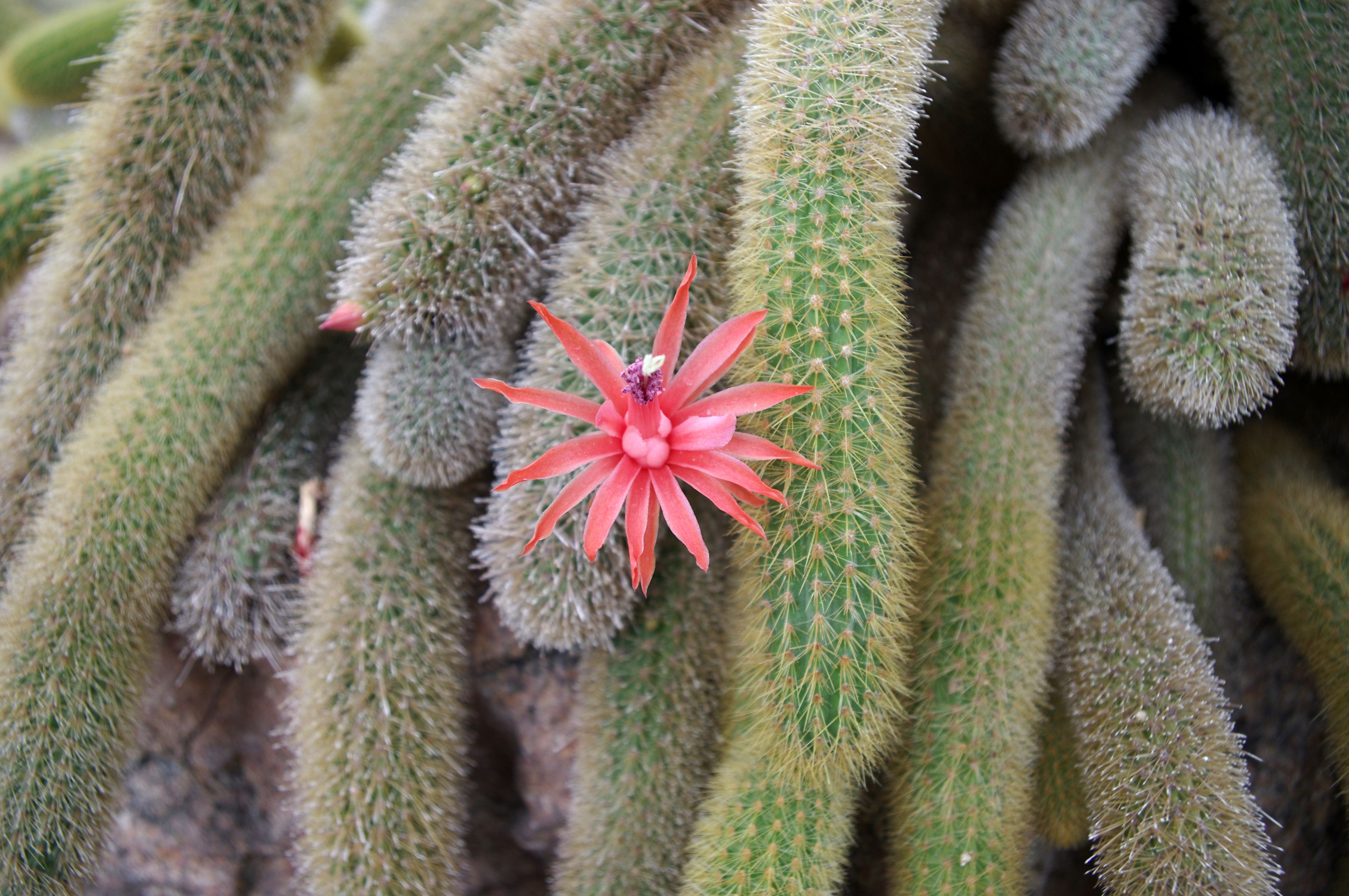 Aporocactus flagelliformis other