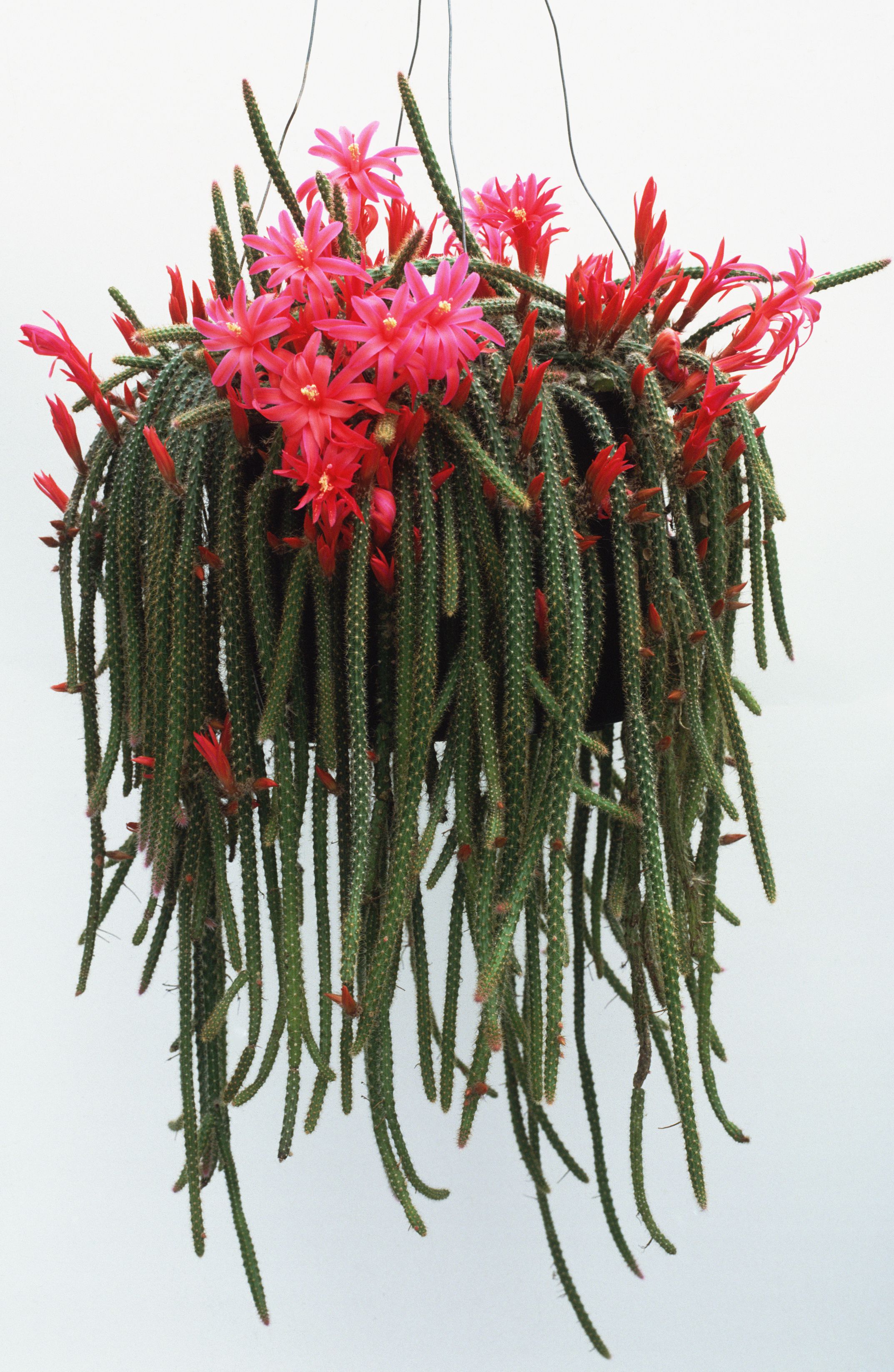 Aporocactus flagelliformis other