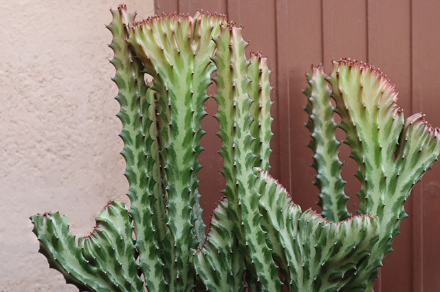 Myrtillocactus cochal other