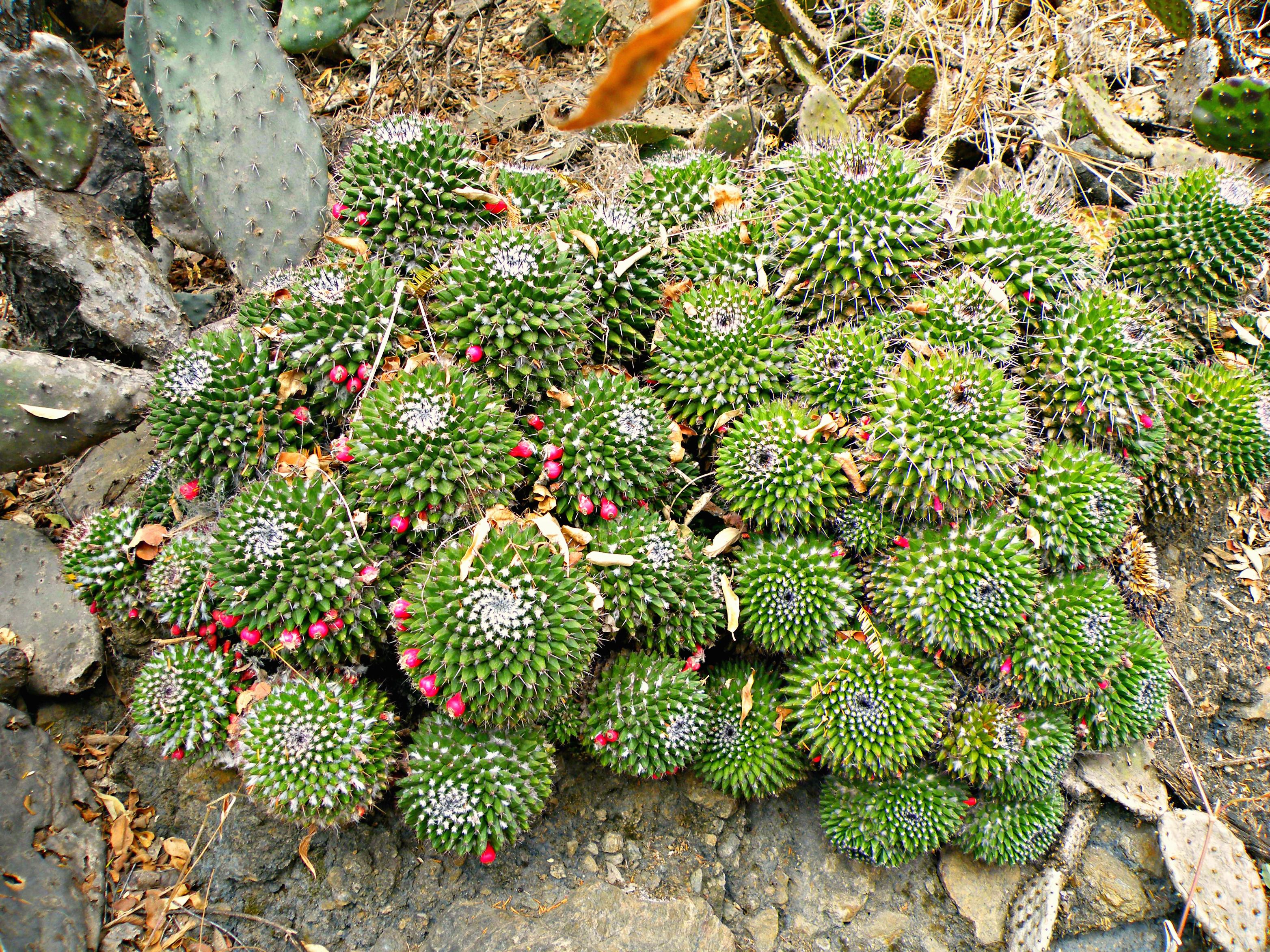 Mammillaria polyedra other
