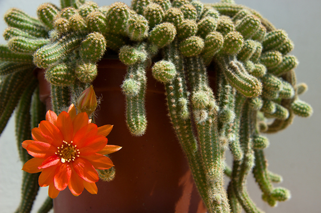 Chamaecereus silvestrii