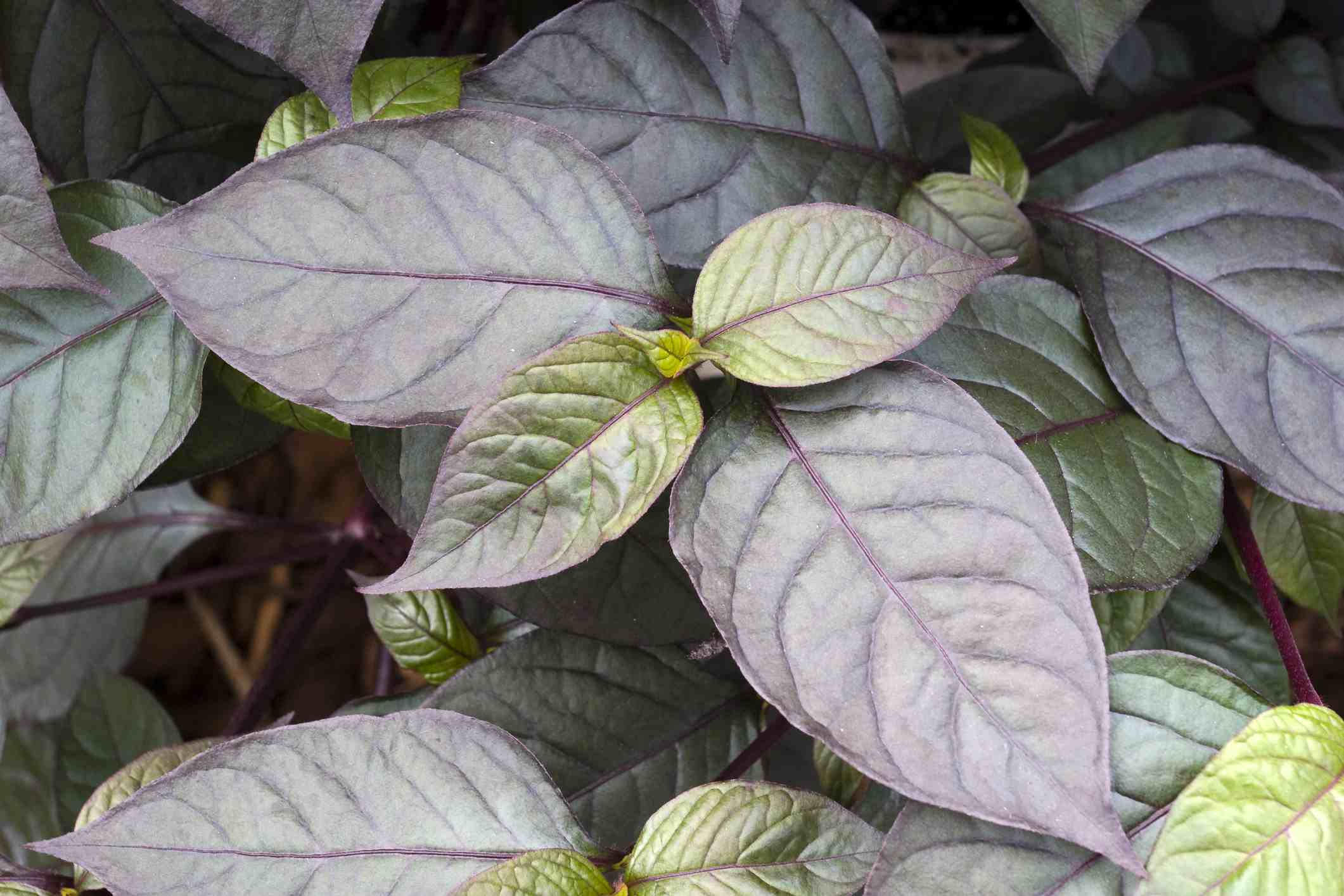 Alternanthera dentata