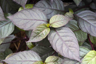 Alternanthera dentata