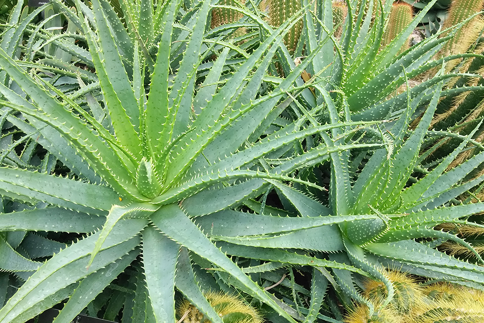 Aloe humilis other