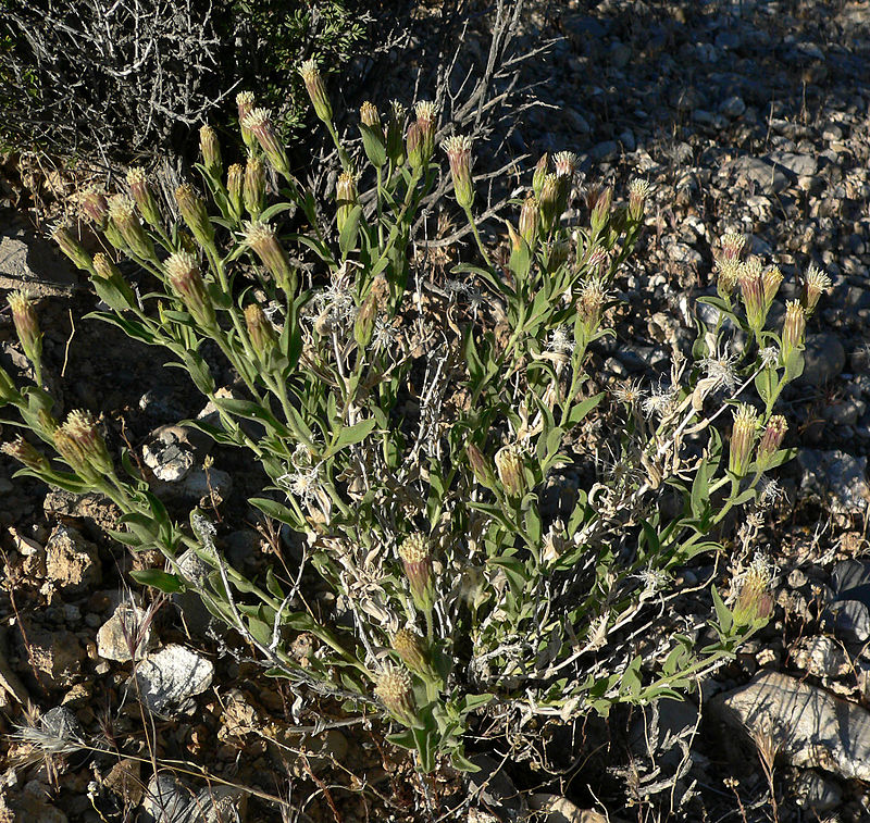 Brickellia oblongifolia other
