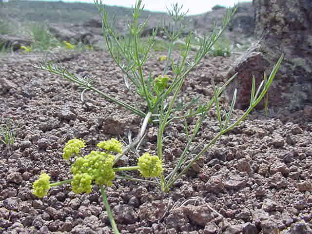 Lomatium bicolor — related species from the same genus