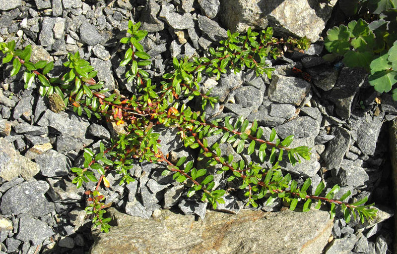 Salix lindleyana other