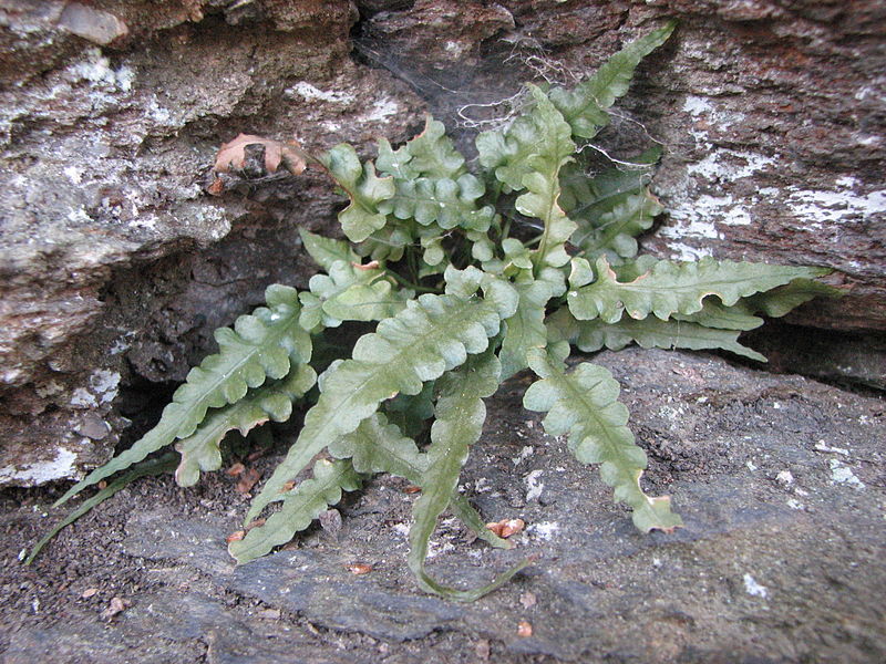Asplenium pinnatifidum — search result for 'Asplenium'