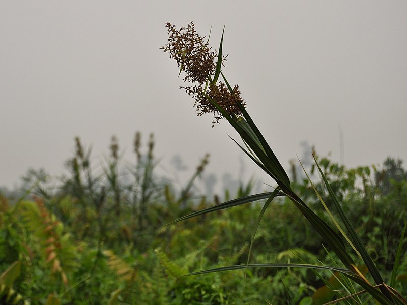 Scleria sumatrensis — houseplant care guide