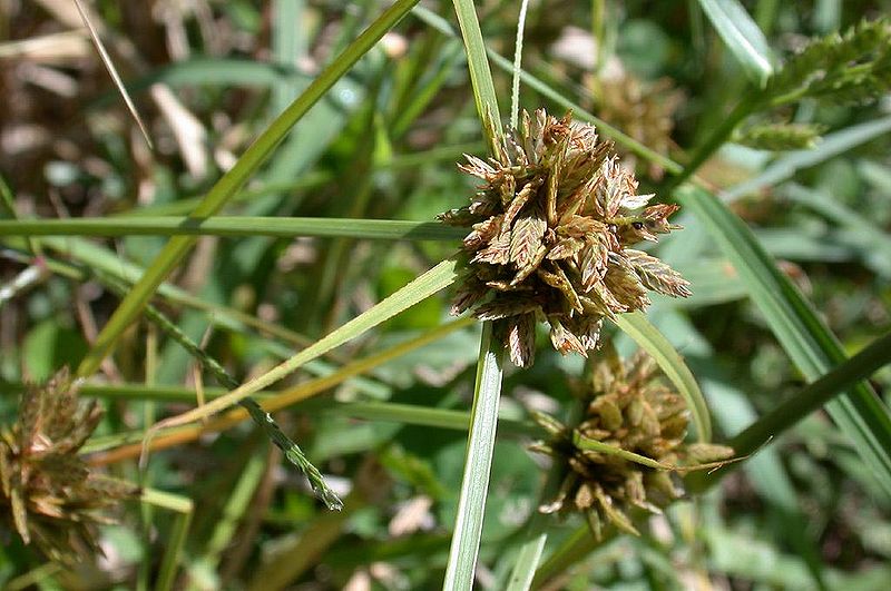Cyperus sanguinolentus other