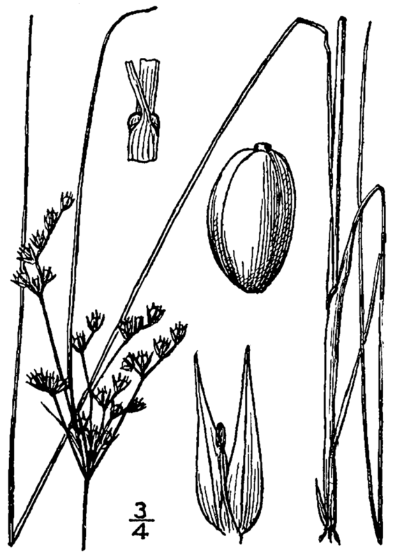 Juncus dudleyi