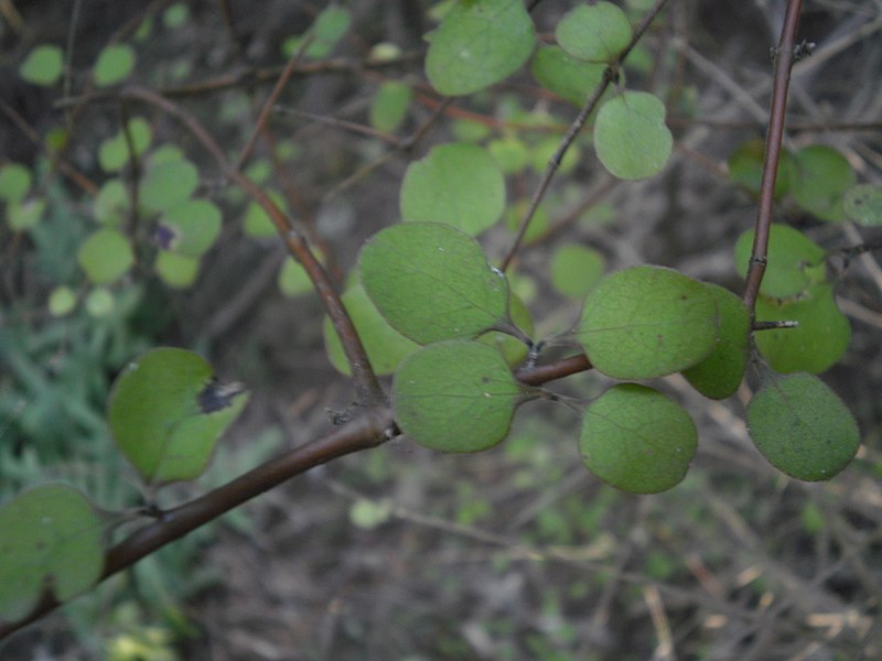 Coprosma crassifolia — houseplant care guide