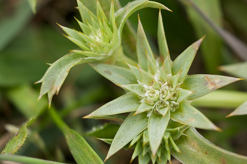 Eryngium armatum