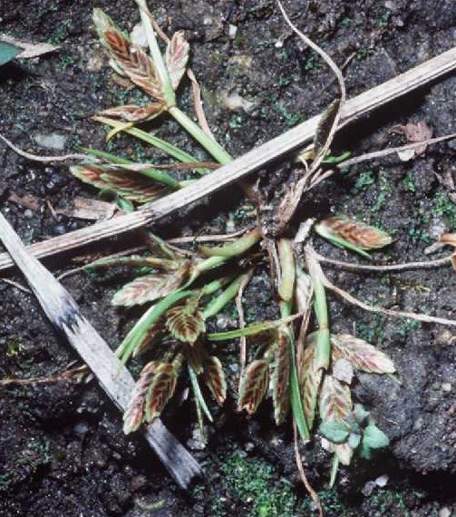 Cyperus bipartitus