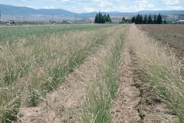Bromus marginatus other