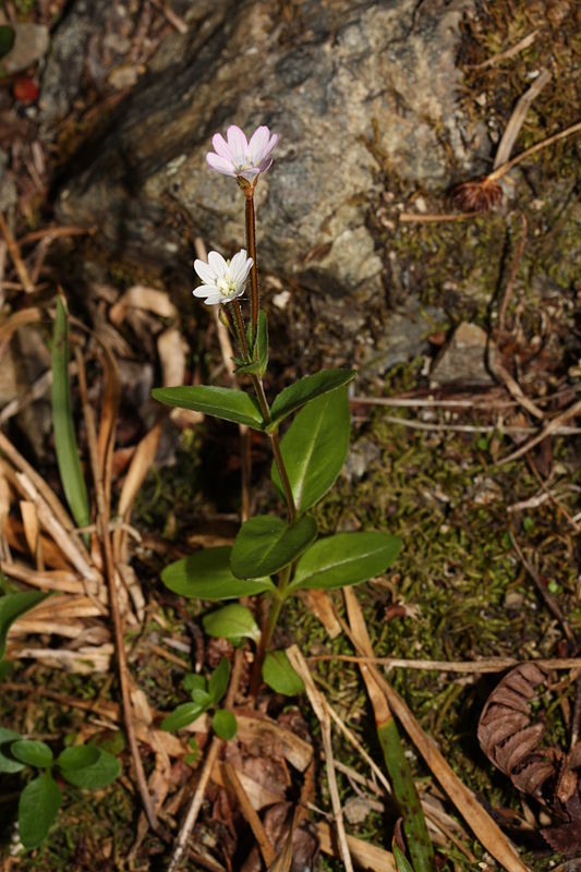 Epilobium clavatum — search result for 'Epilobium'