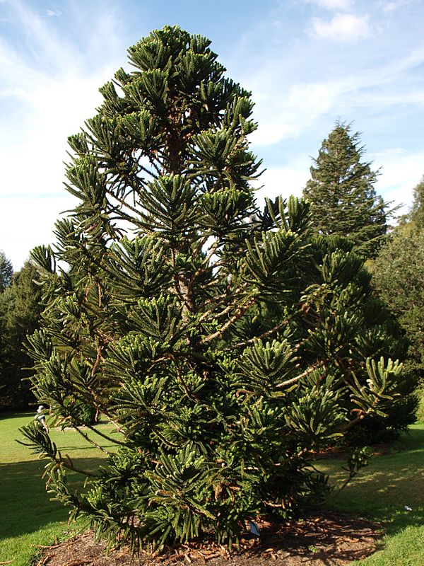 Araucaria humboldtensis — search result for 'Araucaria'