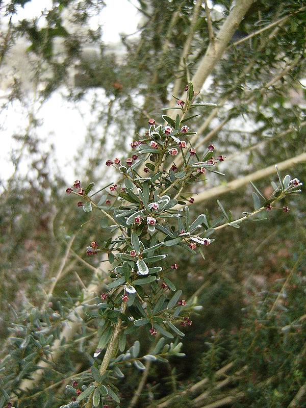 Myrceugenia leptospermoides — houseplant care guide