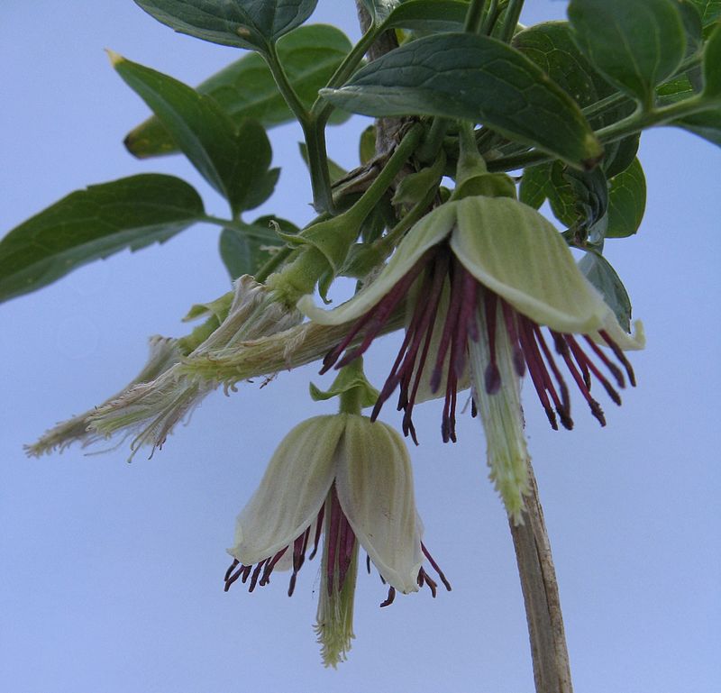 Clematis napaulensis