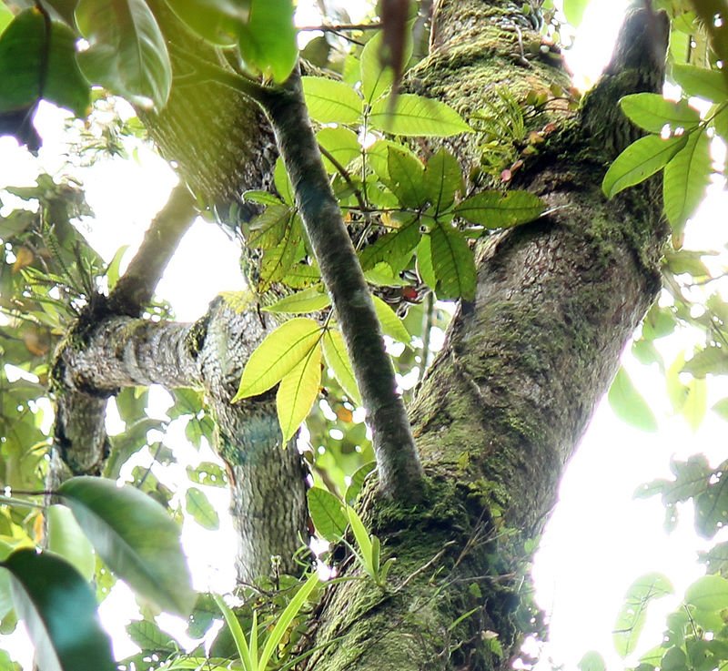 Canarium asperum — search result for 'Brunei'