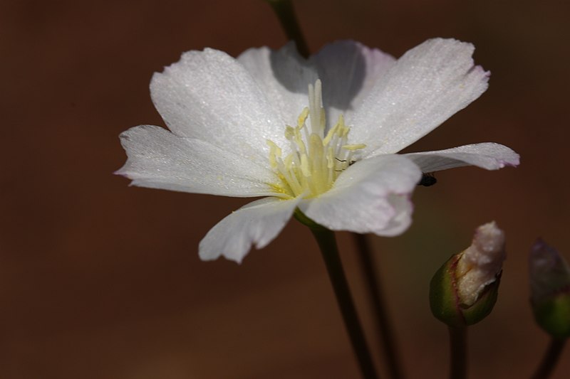 Lewisia oppositifolia — search result for 'Montiaceae'