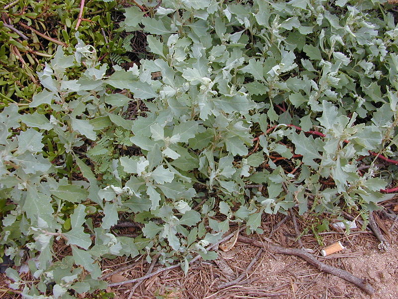 Atriplex suberecta
