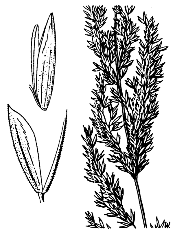 Sphenopholis intermedia — related species from the same genus