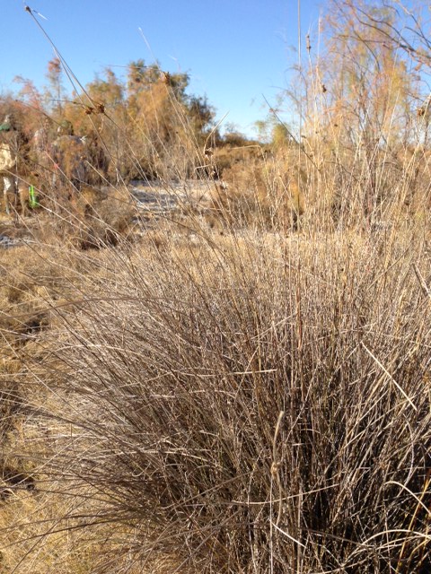 Juncus cooperi — search result for 'Juncus'