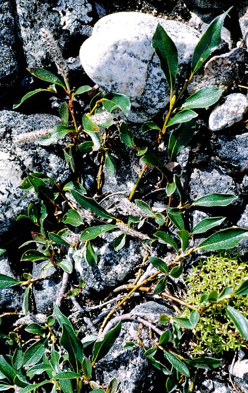 Salix planifolia
