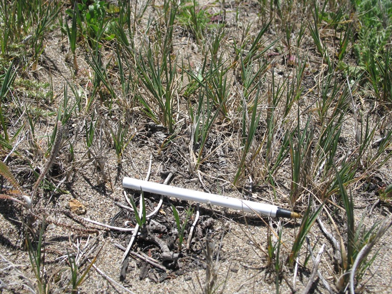 Agrostis pallens — search result for 'Agrostis'